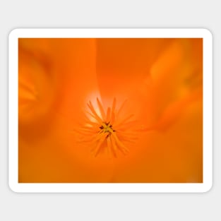 Orange Flower Sticker